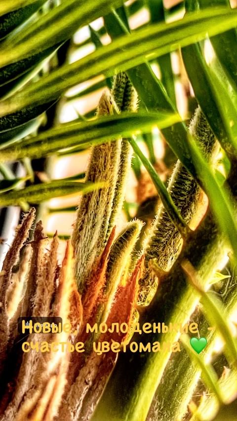 marino_dottore в LOOKY. . — Я читала, что раст...
