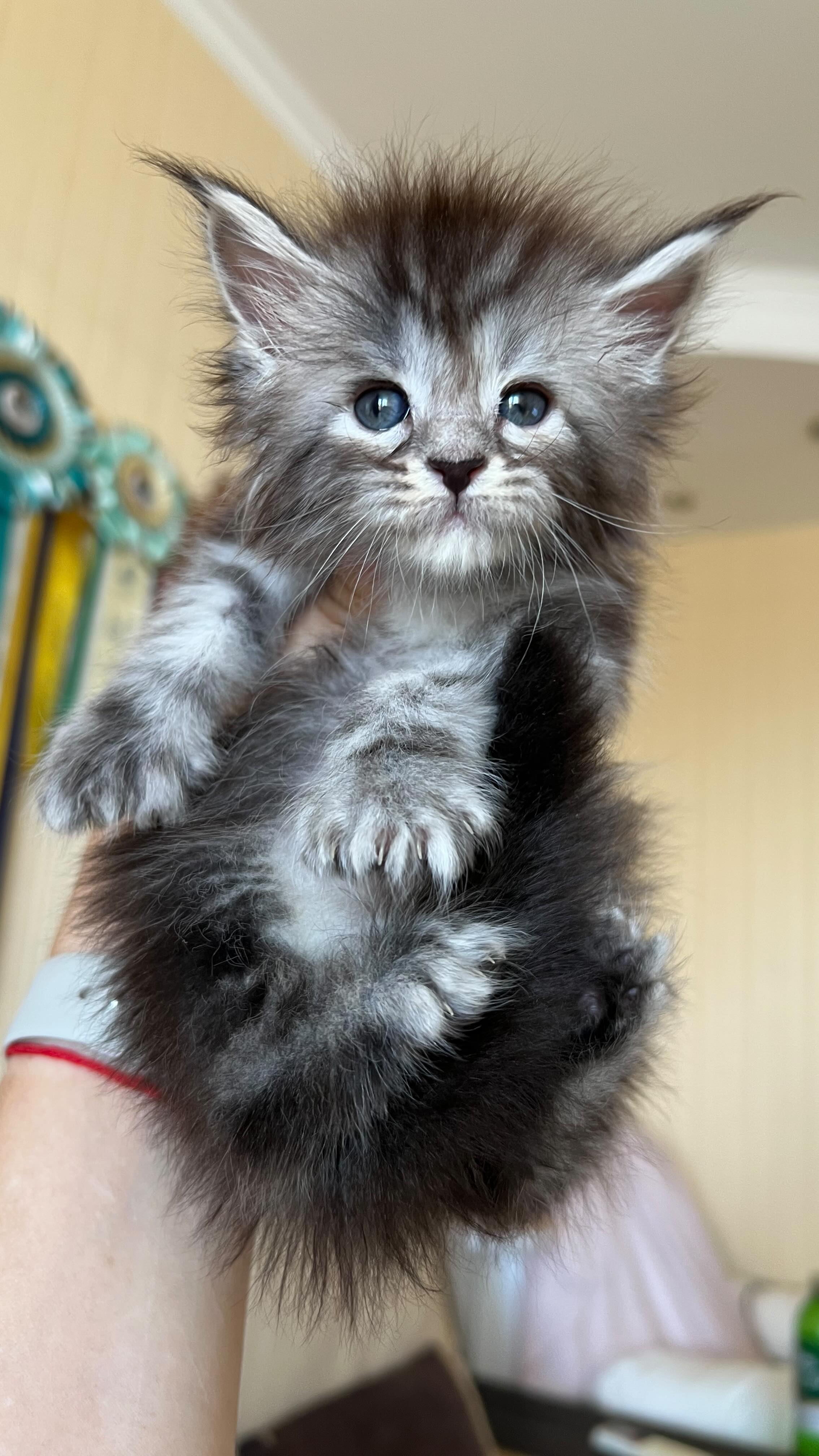 anaischarm_ru в LOOKY. . Раджа 😍❤️#polydacty...