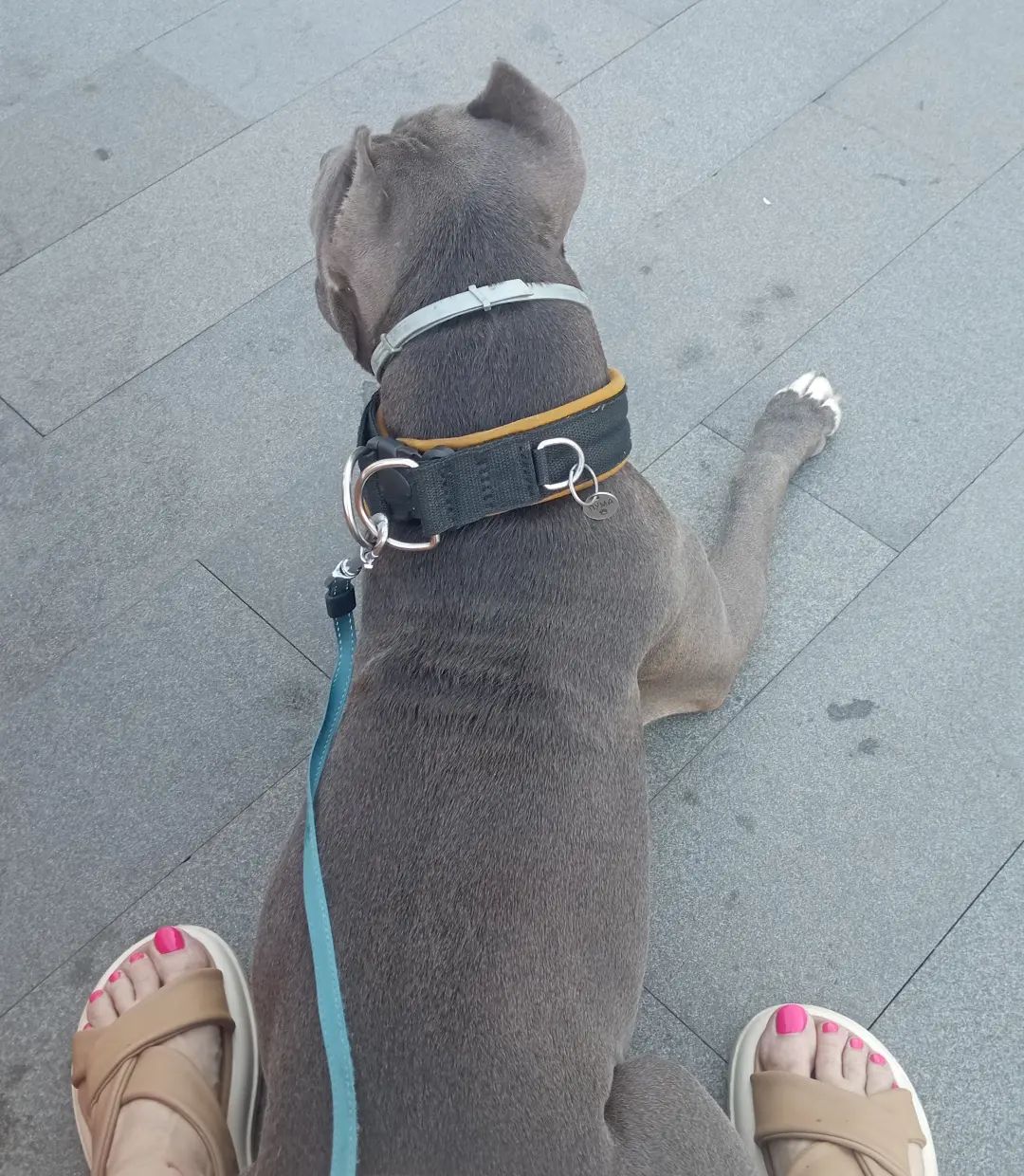 pitbull_puma_ekb в LOOKY. . Вечерние прогулки)