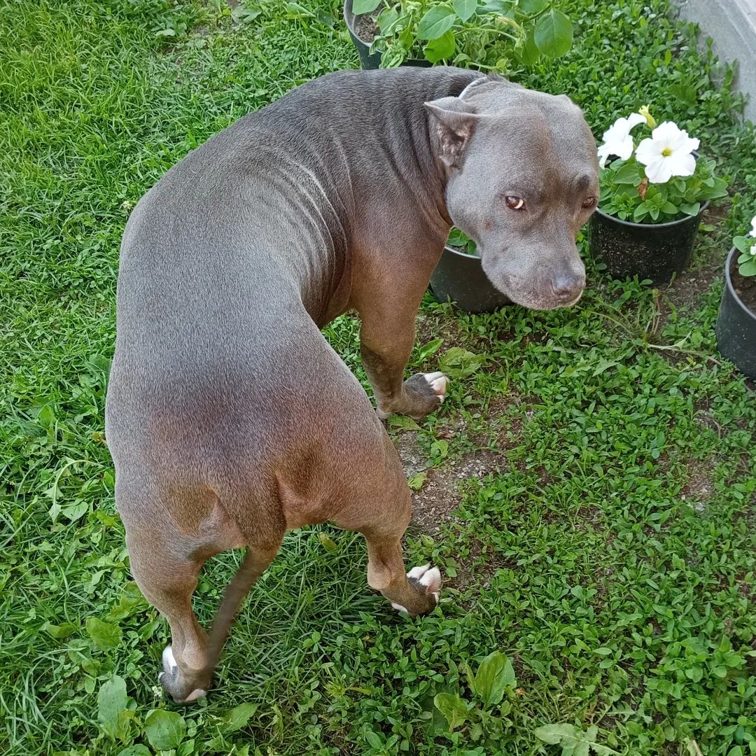 pitbull_puma_ekb в LOOKY. . Просто кто-то залез ...