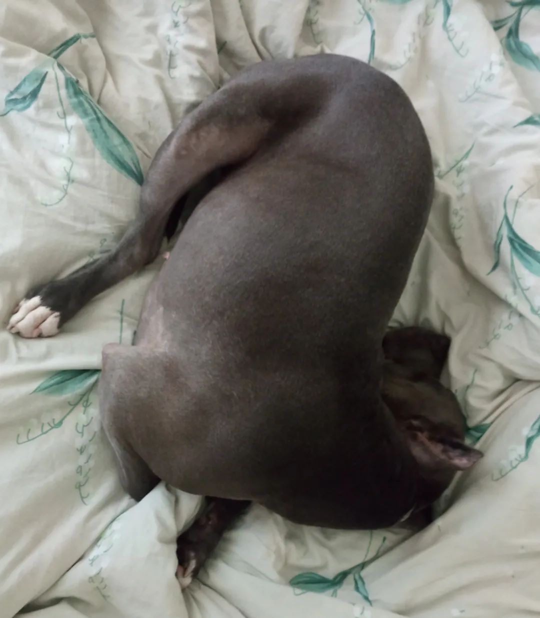pitbull_puma_ekb в LOOKY. . 😴😴😴