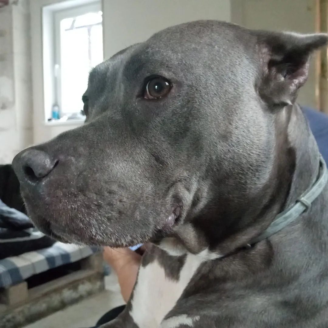 pitbull_puma_ekb в LOOKY. . null