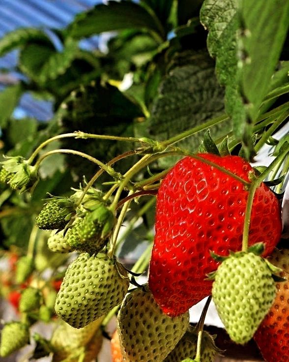 martha_br1 в LOOKY. . 🍓