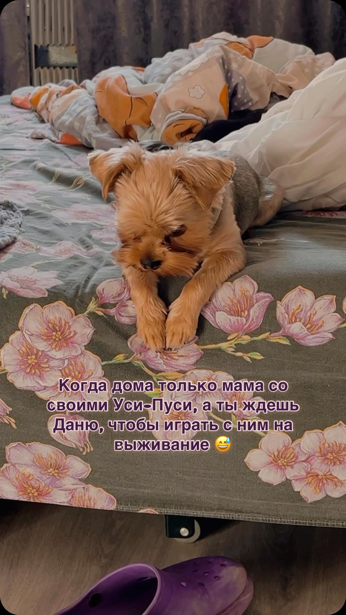 zuichek в LOOKY. . null