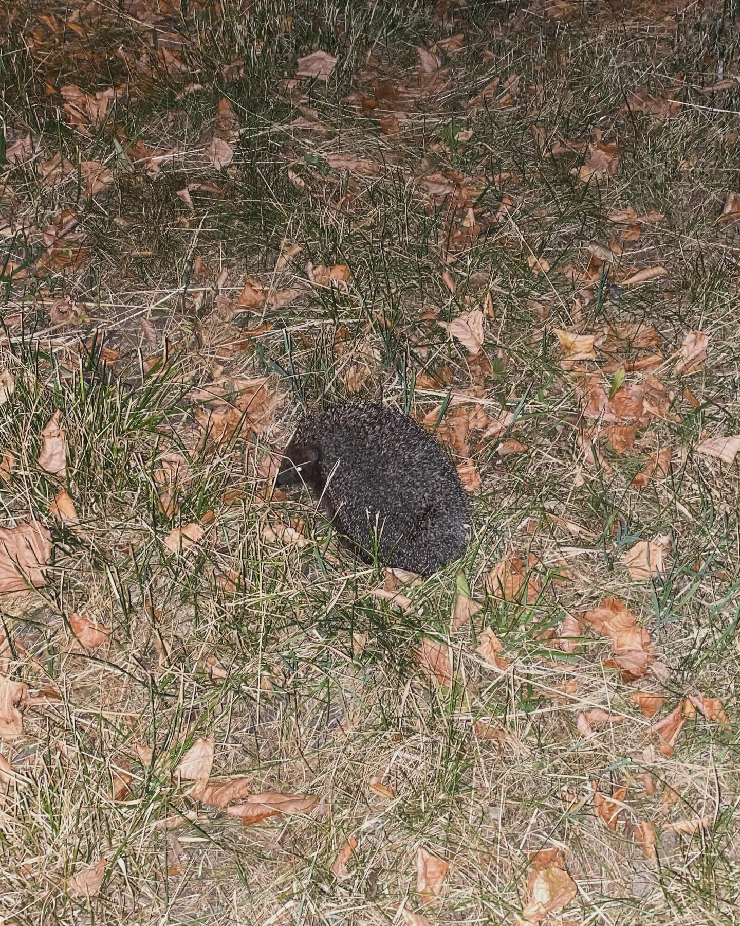 mozgov_a в LOOKY. #nature. Just a Hedgehog. #na...