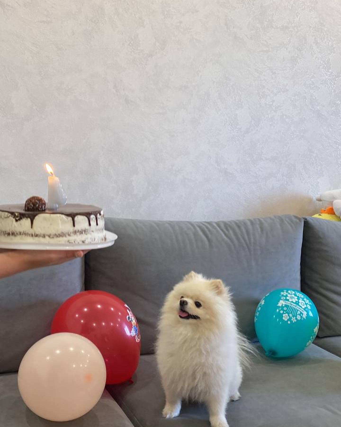 arshieva_viktoria in LOOKY. . happy birthday🎀🐩💋...