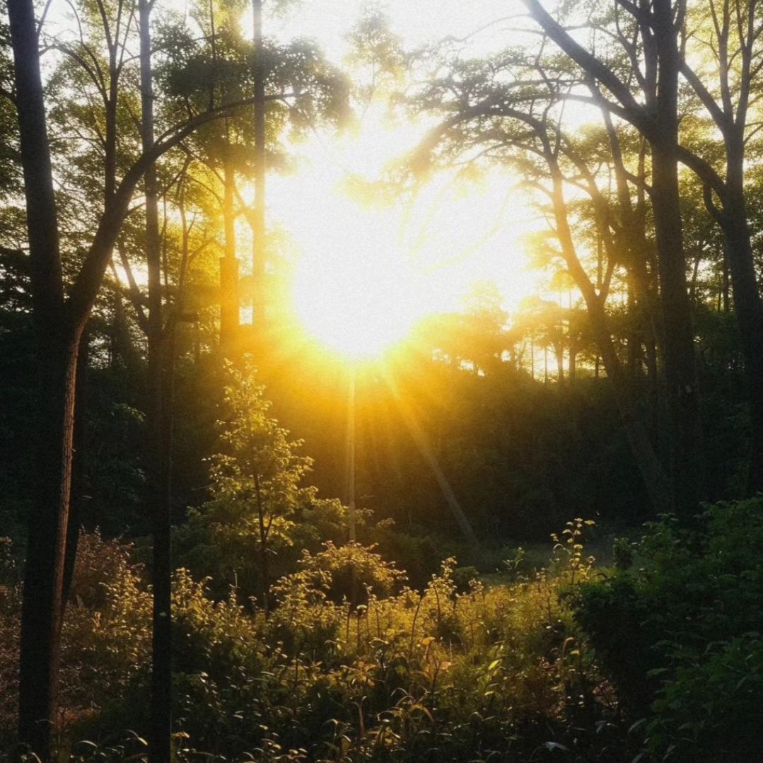 одзао в LOOKY. #forest,#sunset,#light. #forest #sunset #lig...
