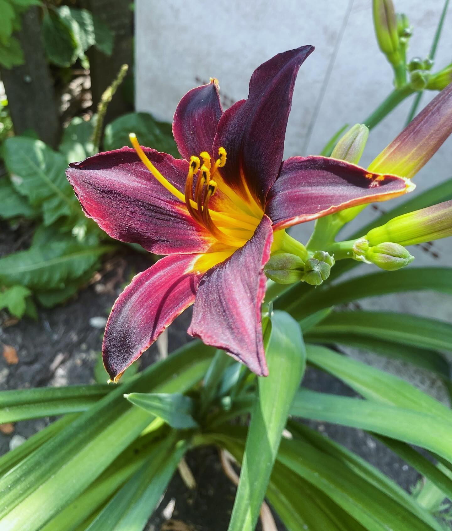vegetable_fairy in LOOKY. #blackflowers,#flovers,#black. Finally my black lil...