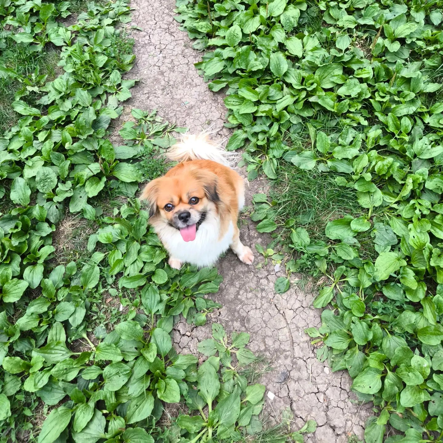 elen_boon в LOOKY. #подорожник,#природнаямудрость,#матушказемля. 🌿 Этим летом практи...
