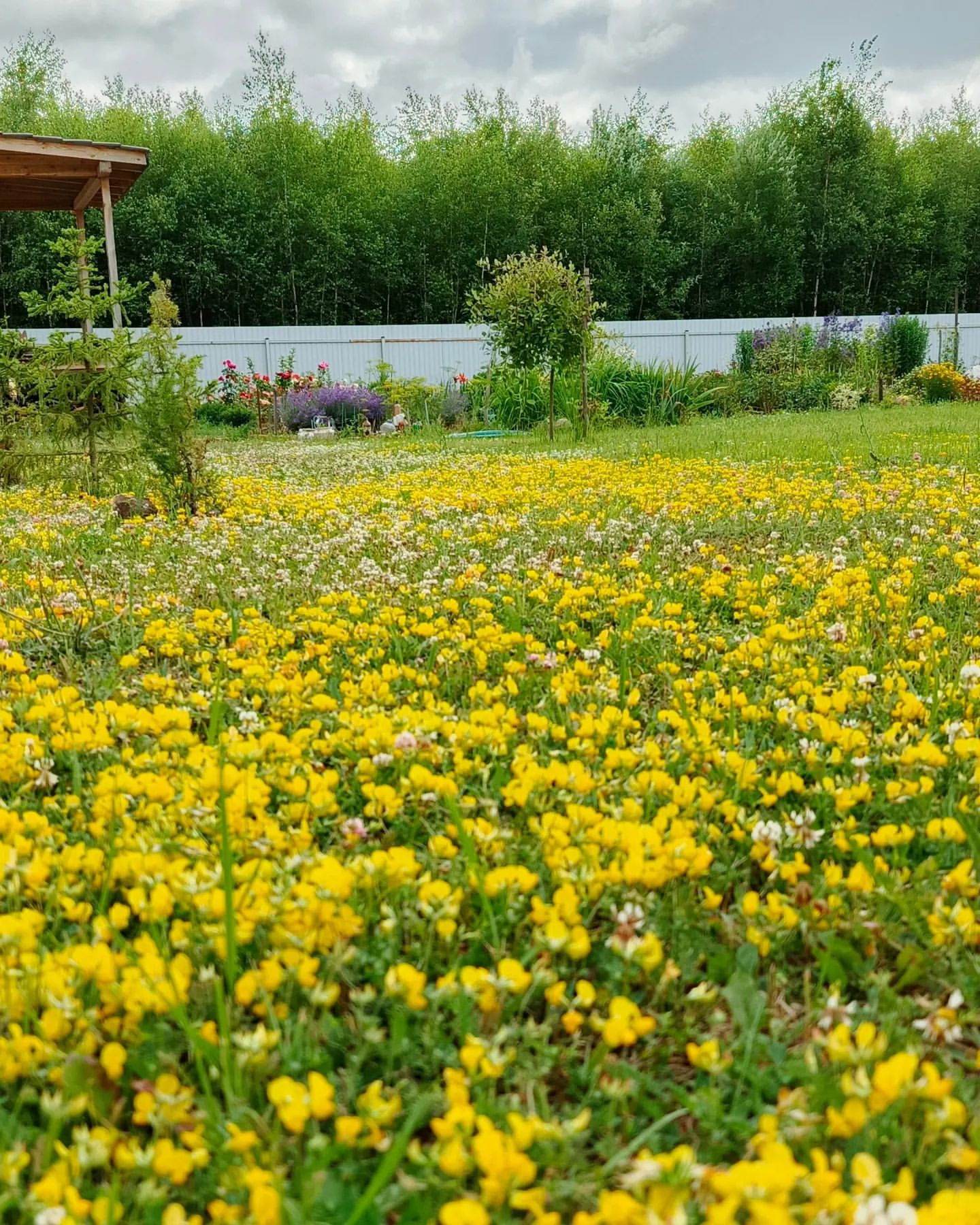 ancho_rancho в LOOKY. . 🌼🐝🌞