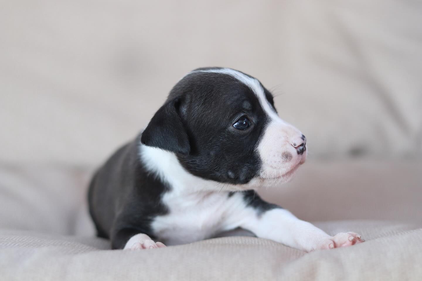 __amstaff_family__ в LOOKY. . Маленькая Дюймовочка...