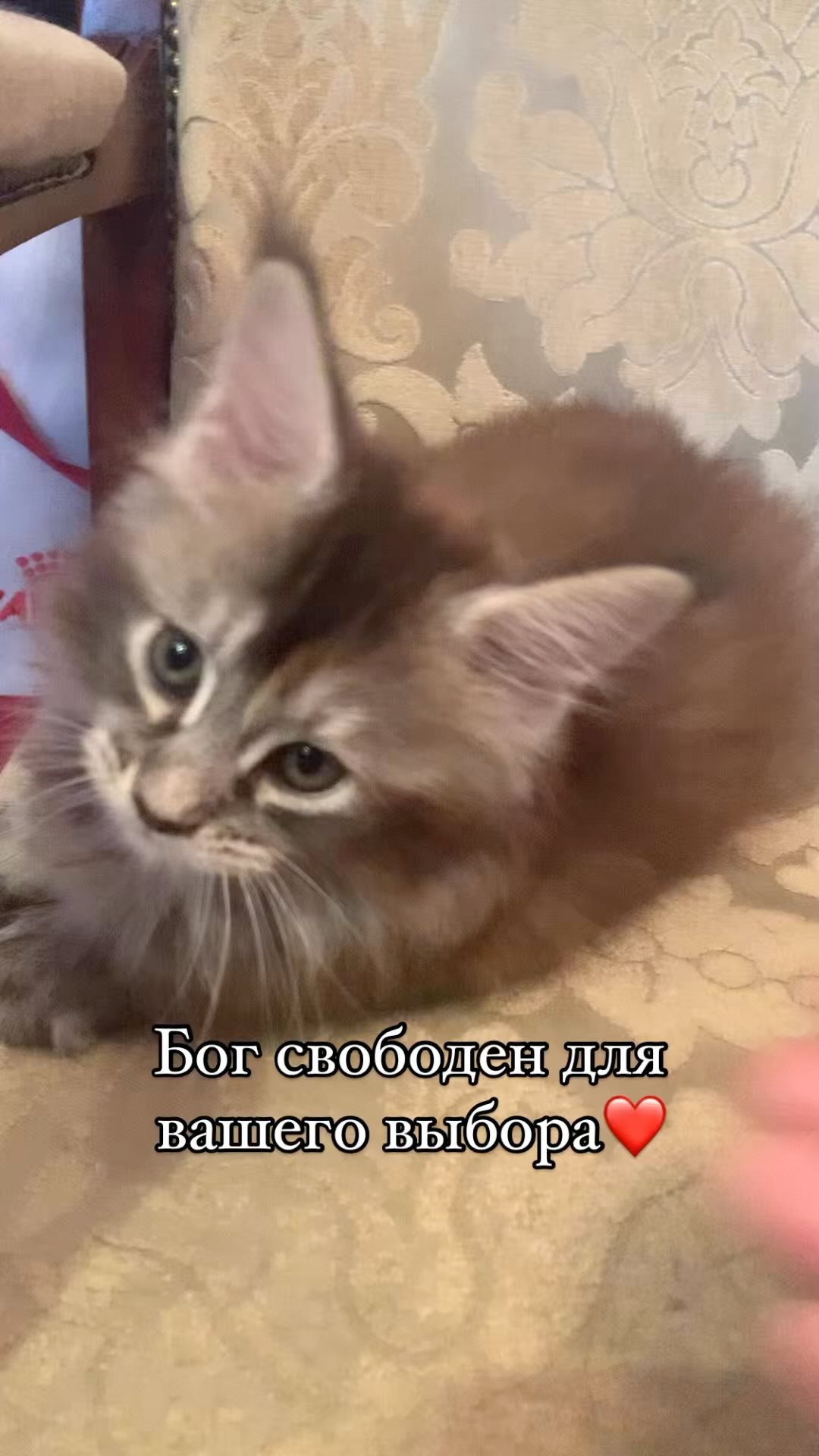 meincoonperfectlynx в LOOKY. . КОТЕНОК МЕЙН-КУН 
Ма...