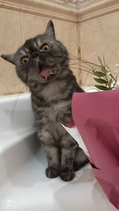 misssister_begun в LOOKY. #кот,#животные,#cat,#animal. #кот #животные #cat ...