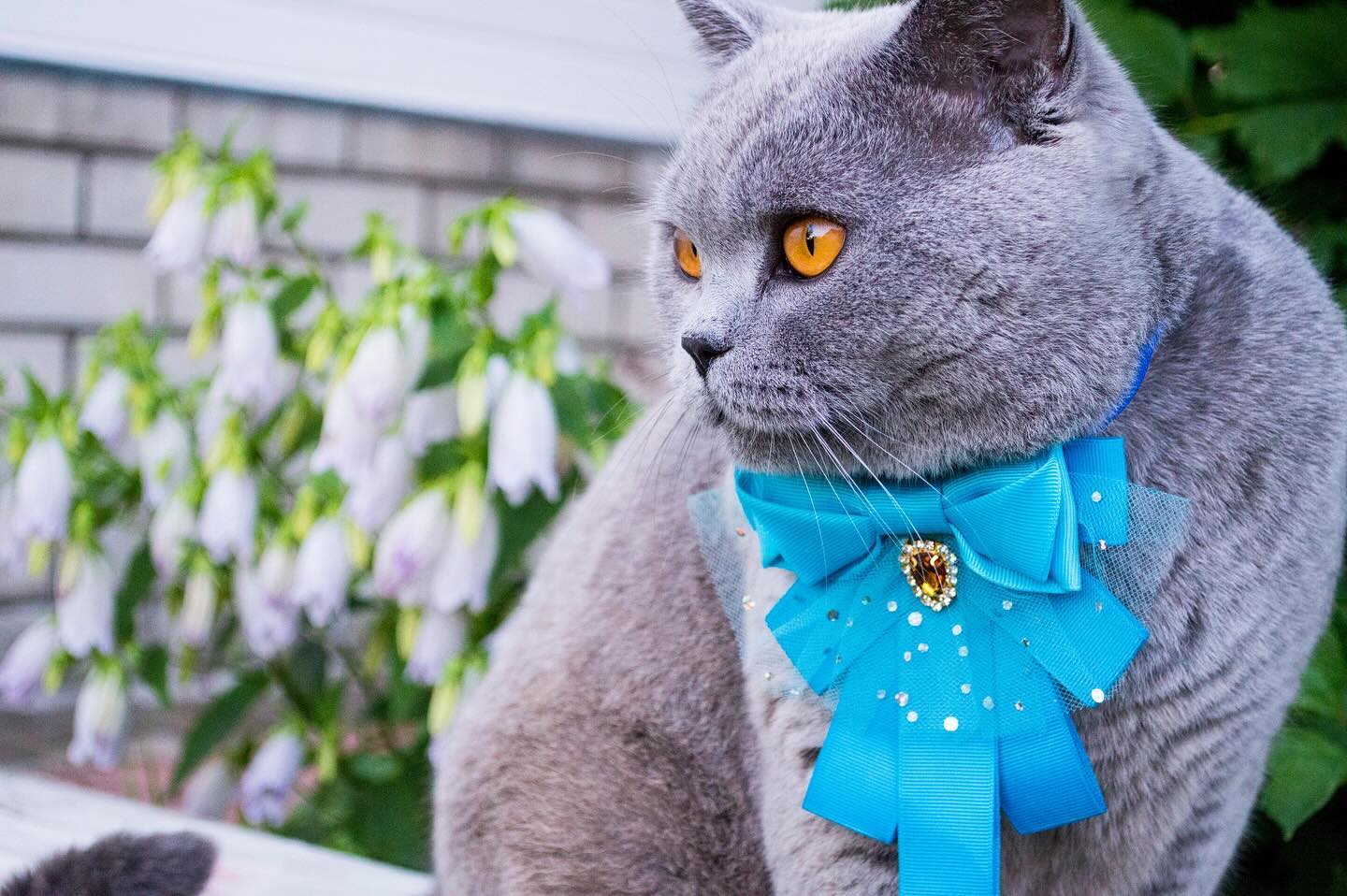 cat.bonifaciy_24 в LOOKY. #фейсКОТроль_Бони. Хвостики, всех приве...