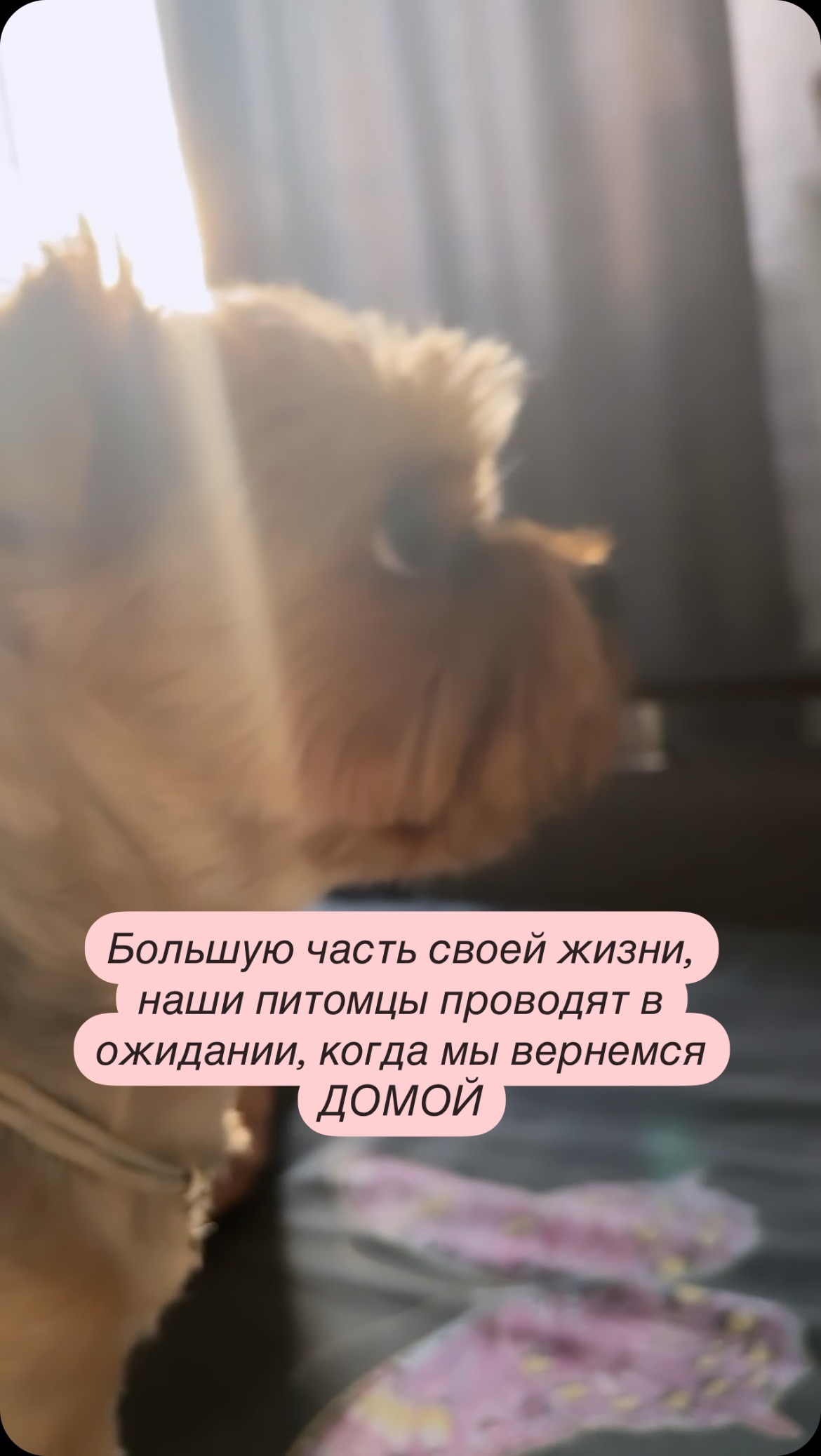 zuichek в LOOKY. . Берегите своих питом...