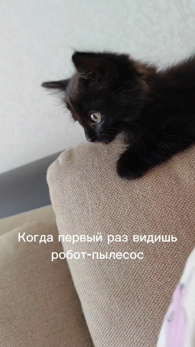 tatiana_bang в LOOKY. #cat,#kitten,#котик,#жизнь. Лансер не понял, что...