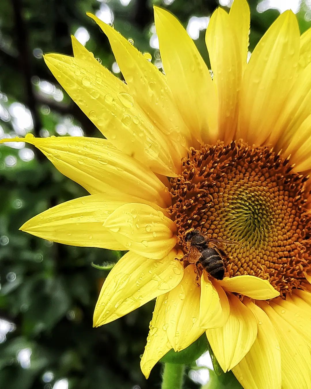 margarita.nefilim in LOOKY. #rain,#bee,#flowers,#flowerlover,#sunflower,#theworldofmyeyes_Ri,#carpediem,#лето,#природароссии,#эстетикаебеней,#цветы,#подсолнух,#пчела,#дождь,#мирмоимиглазами_Ри,#ловимомент,#太陽,#夕日,#空,#クラウド,#物の哀れ,#夏,#ひまわり. Дождь одел подсолнух...