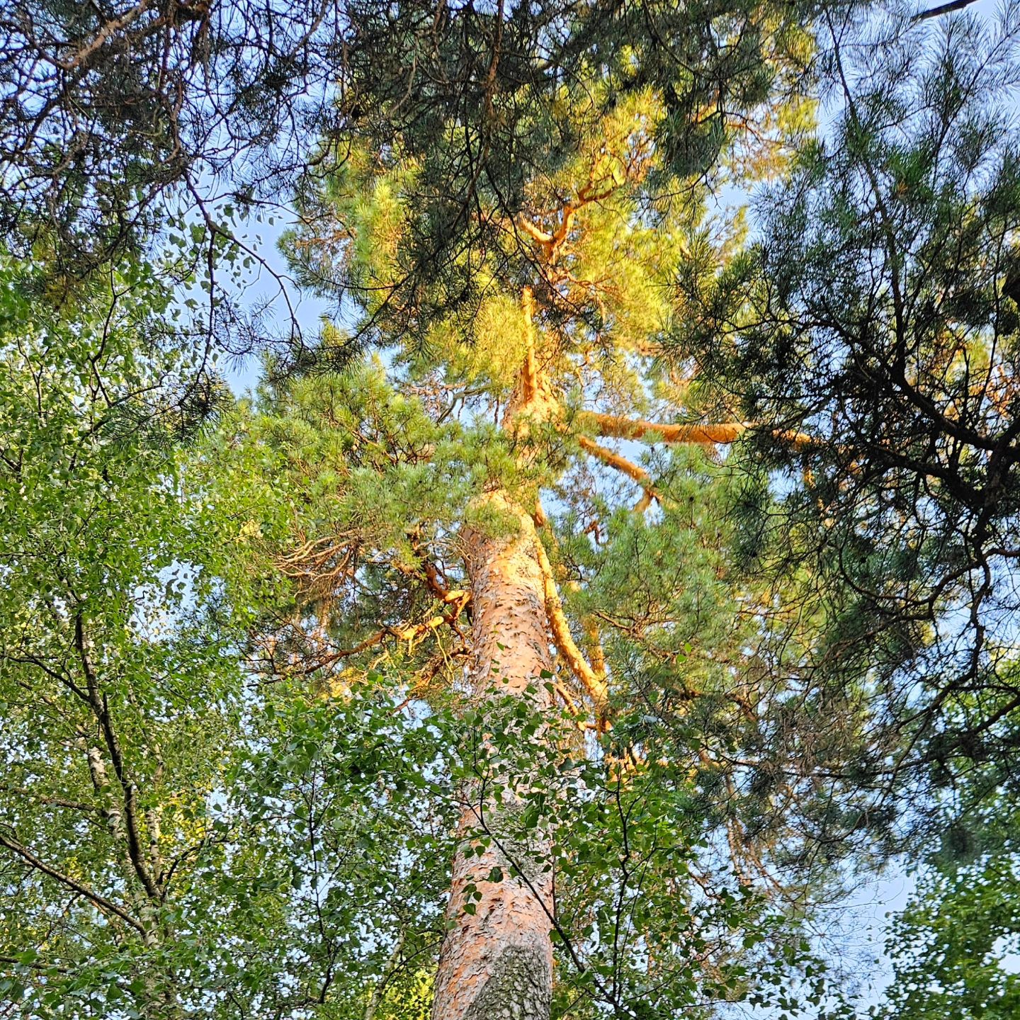 tarastas_ru в LOOKY. #вдохновение,#лес,#москва,#summer,#sanset,#forest,#moscow. Ловим лучи вдохновен...