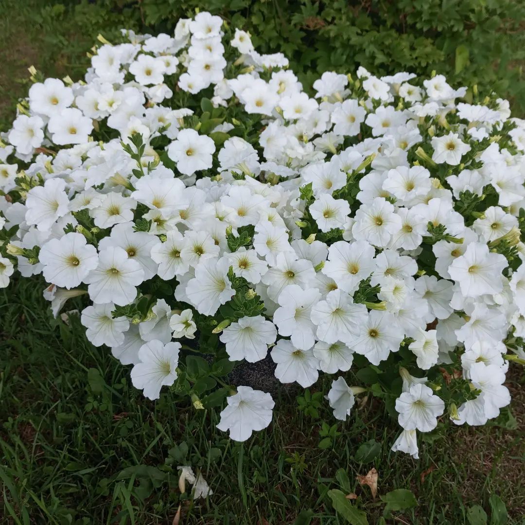petrovblog в LOOKY. . Красотка🌺