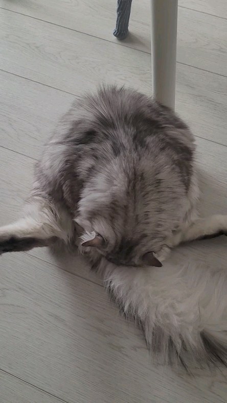 mr.mitman в LOOKY. #кот,#сибирскийкот,#Умка,#привычки,#кошки,#тюмень,#копия. Кот копирует мои при...