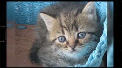 deni_s_._ в LOOKY. #день,#рождения,#Филя,#9лет,#сегодня. #день #рождения #Фил...