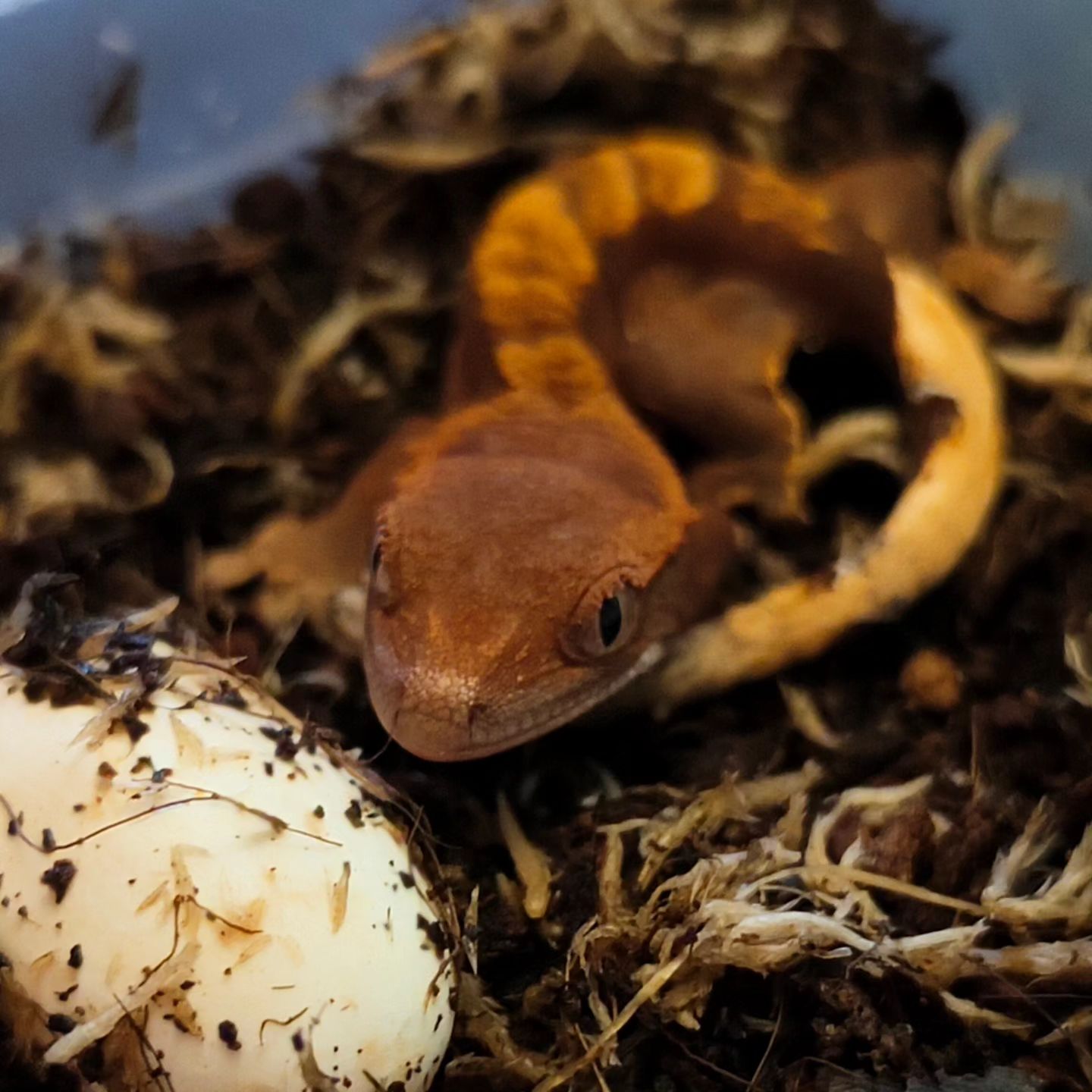 Выход: 18.07.2024

#машамузасоколовская #бананоед #exzoopark_by #rhacodactylusciliatus #reptile #реснитчатыйбананоед