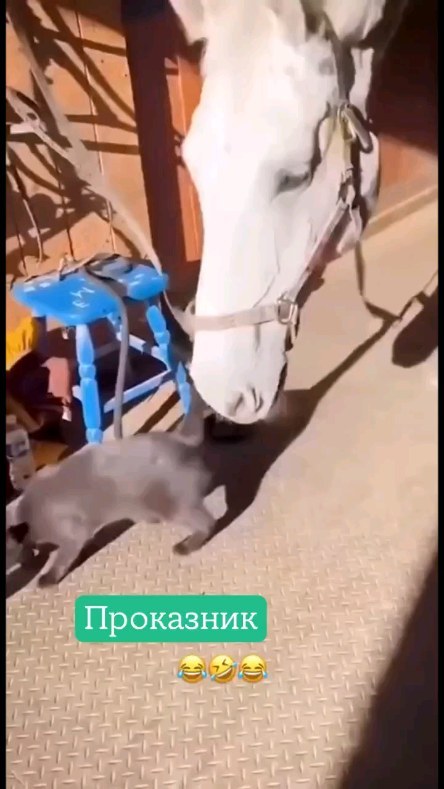 cool_firetvrus в LOOKY. #юмордня. Проказник 😂🔥🔥🔥🔥...