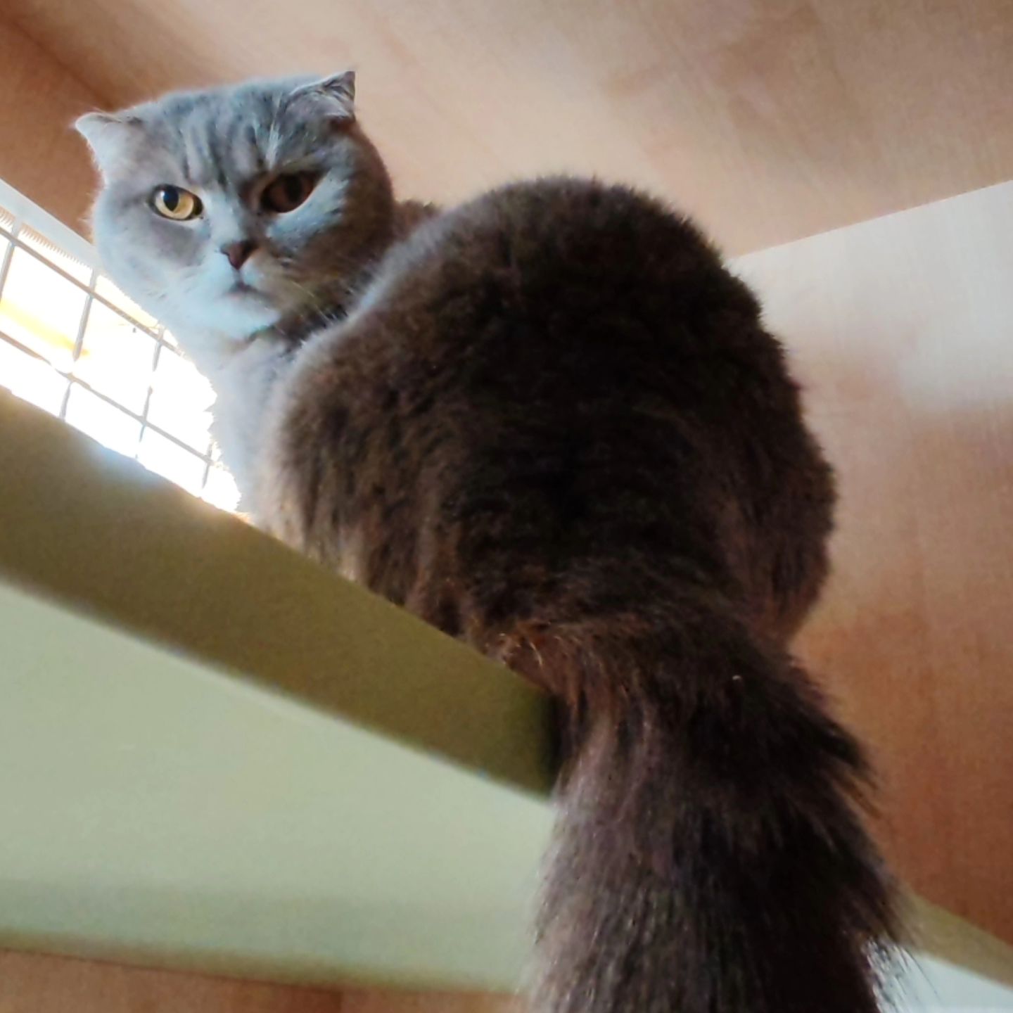 hotel_kotfelix в LOOKY — фото 5