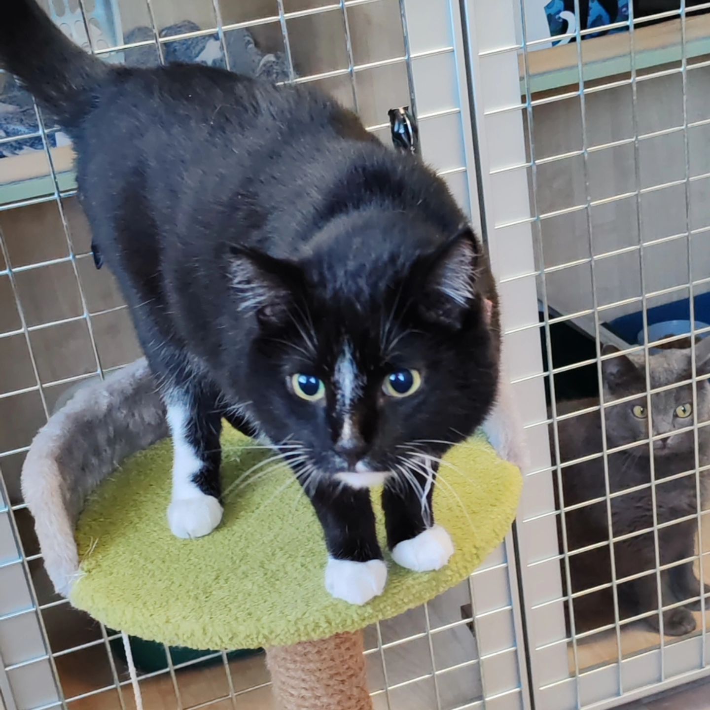 hotel_kotfelix в LOOKY — фото 8