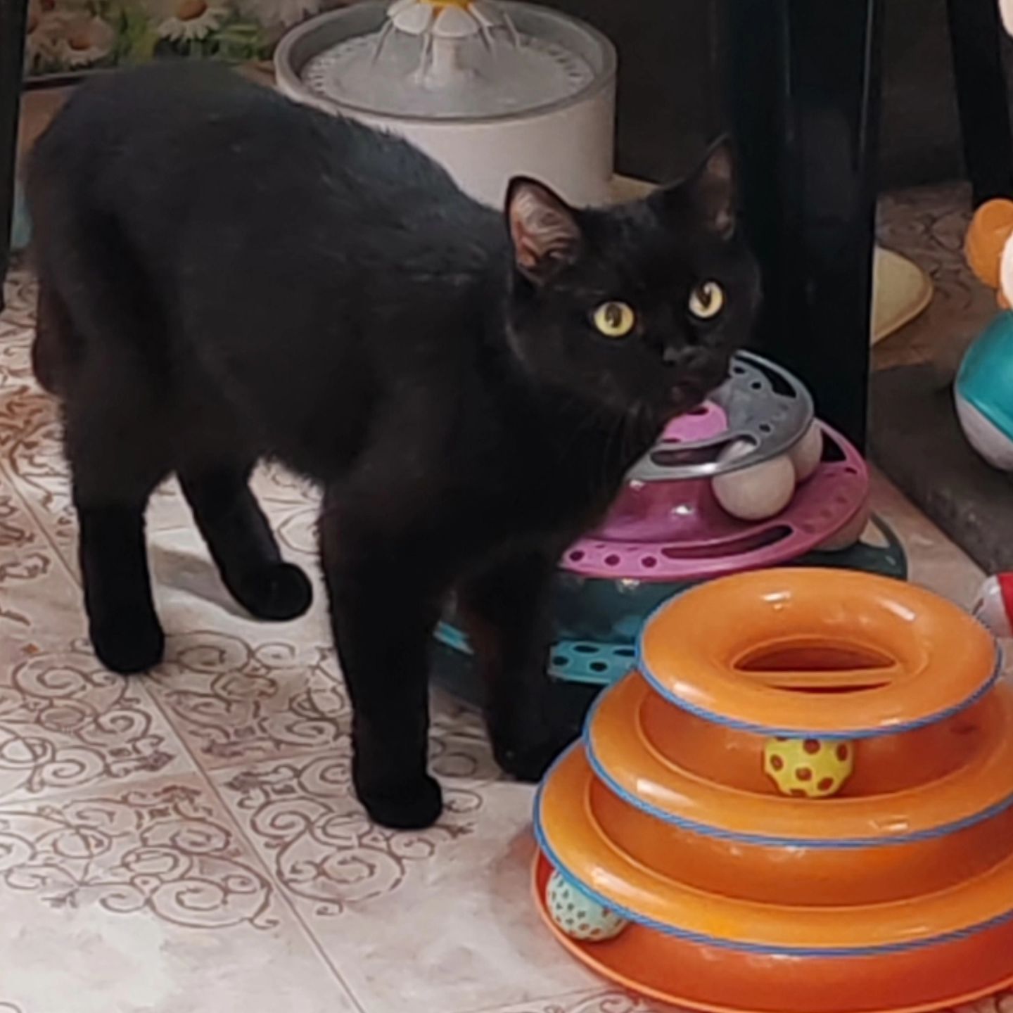 hotel_kotfelix в LOOKY — фото 4