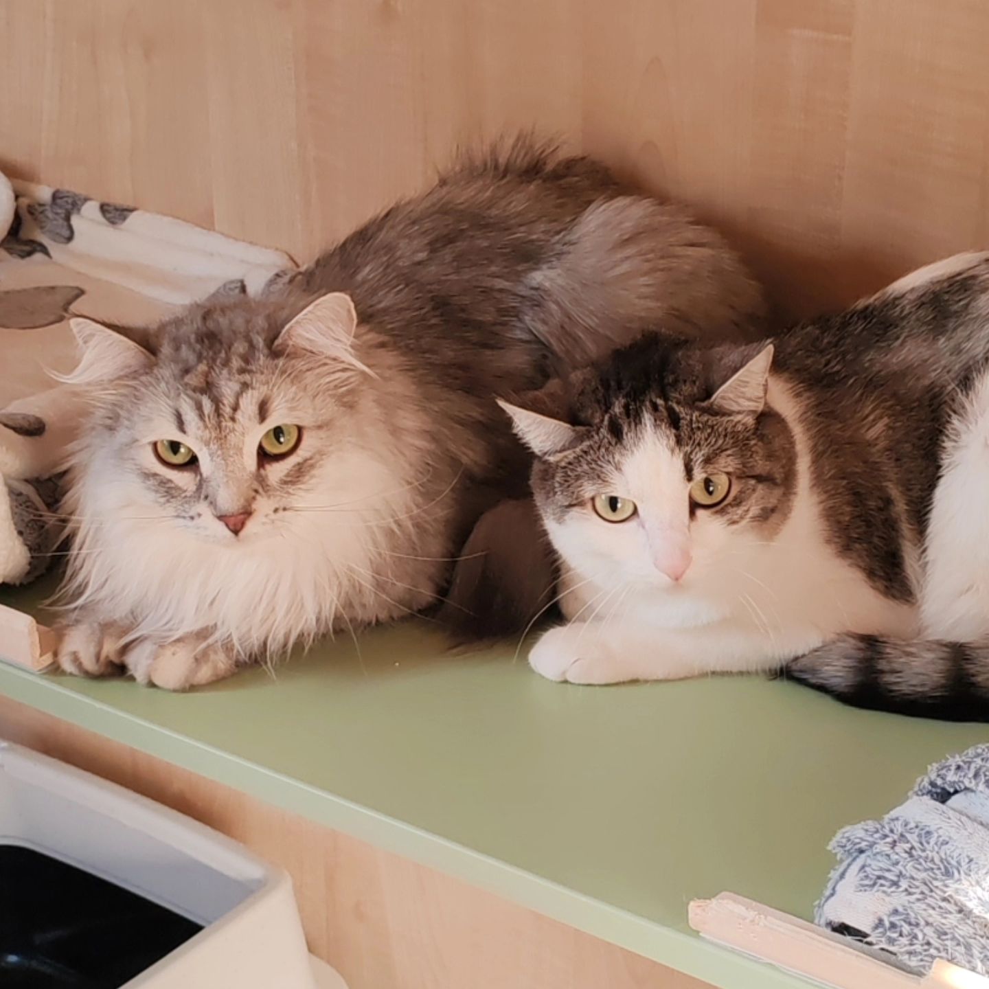 hotel_kotfelix в LOOKY — фото 7