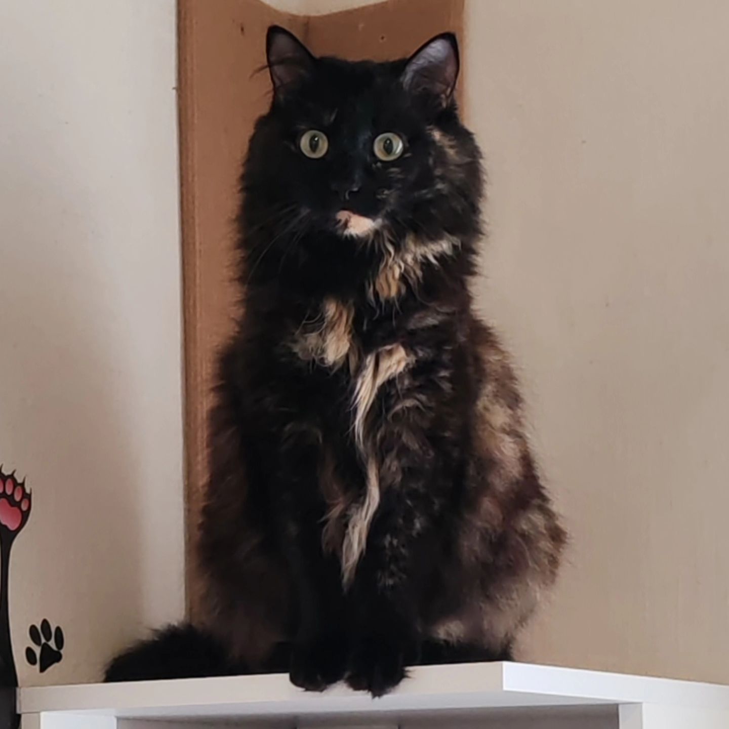 hotel_kotfelix в LOOKY — фото 2