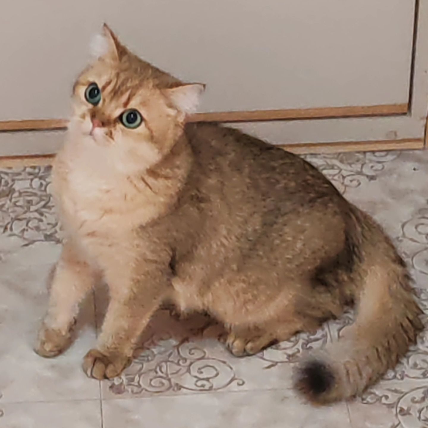 hotel_kotfelix в LOOKY — фото 3