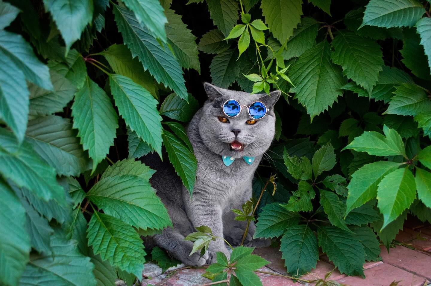 cat.bonifaciy_24 в LOOKY. #фейскотроль_бони. Дорогие мои хвостики...