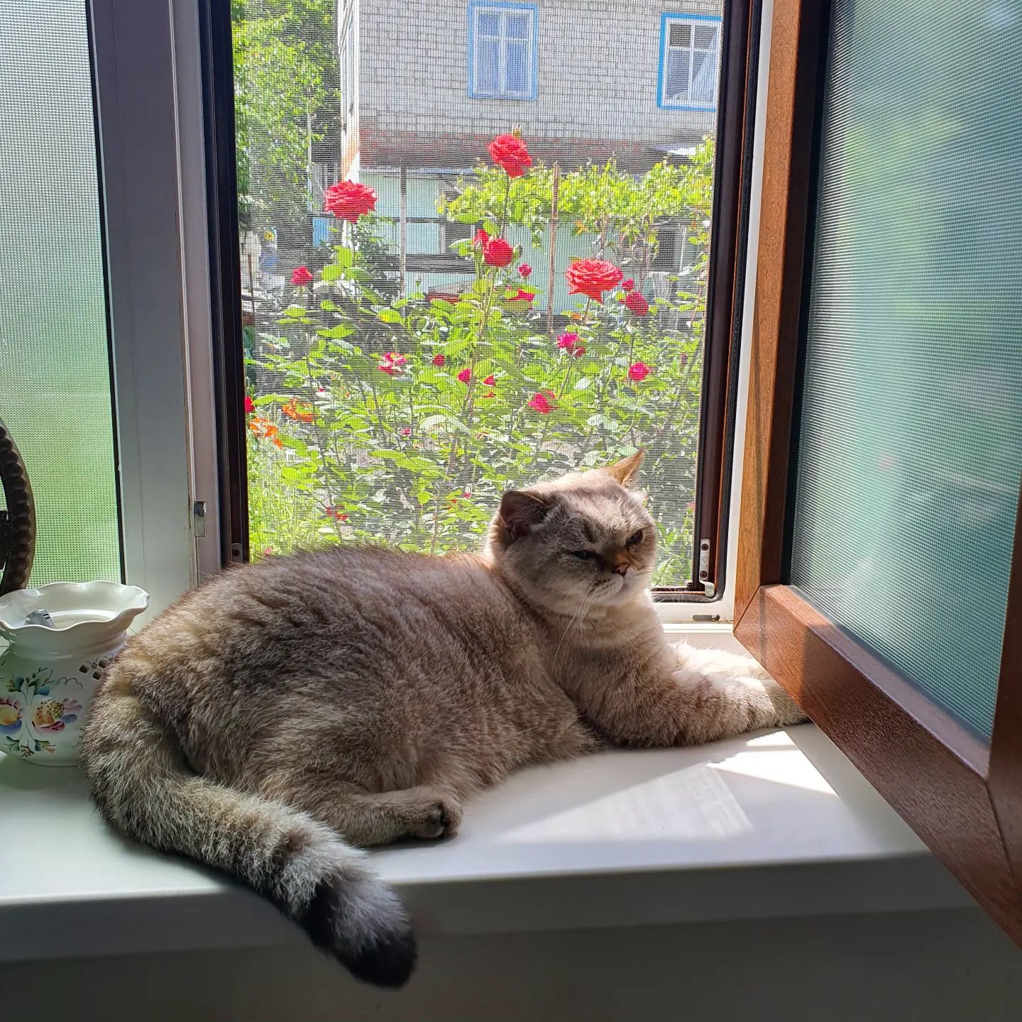 _cat_fomka_ в LOOKY. #котикфомка,#cat,#котище,#sleep,#scottishstraight,#cats_of_the_world,#fomkacat,#catsofinstagram,#catstagram#котёныч#котэ#котик#catofinsta#catlover#cutecats#meow#ilovemycat#ilovecats#instagramcats. На свозняке
#котикфо...