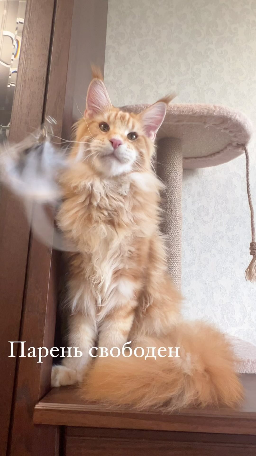 maine_coon_fengshui в LOOKY. #мейкун,#кискисмяумяу,#дивотные,#рыжиекоты. #мейкун #кискисмяумя...