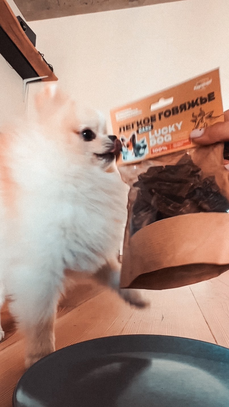 lucky_dog_kapunoff в LOOKY. . Вы за кого голосовал...