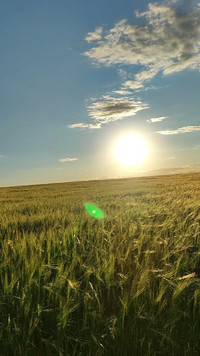 buburishka_ в LOOKY. #небо,#облака,#sunset,#татарстан,#поле,#природа,#безфильтров,#adventure,#freedom,#уфа,#казань,#nature,#закат,#альметьевск. #небо #облака #sunse...