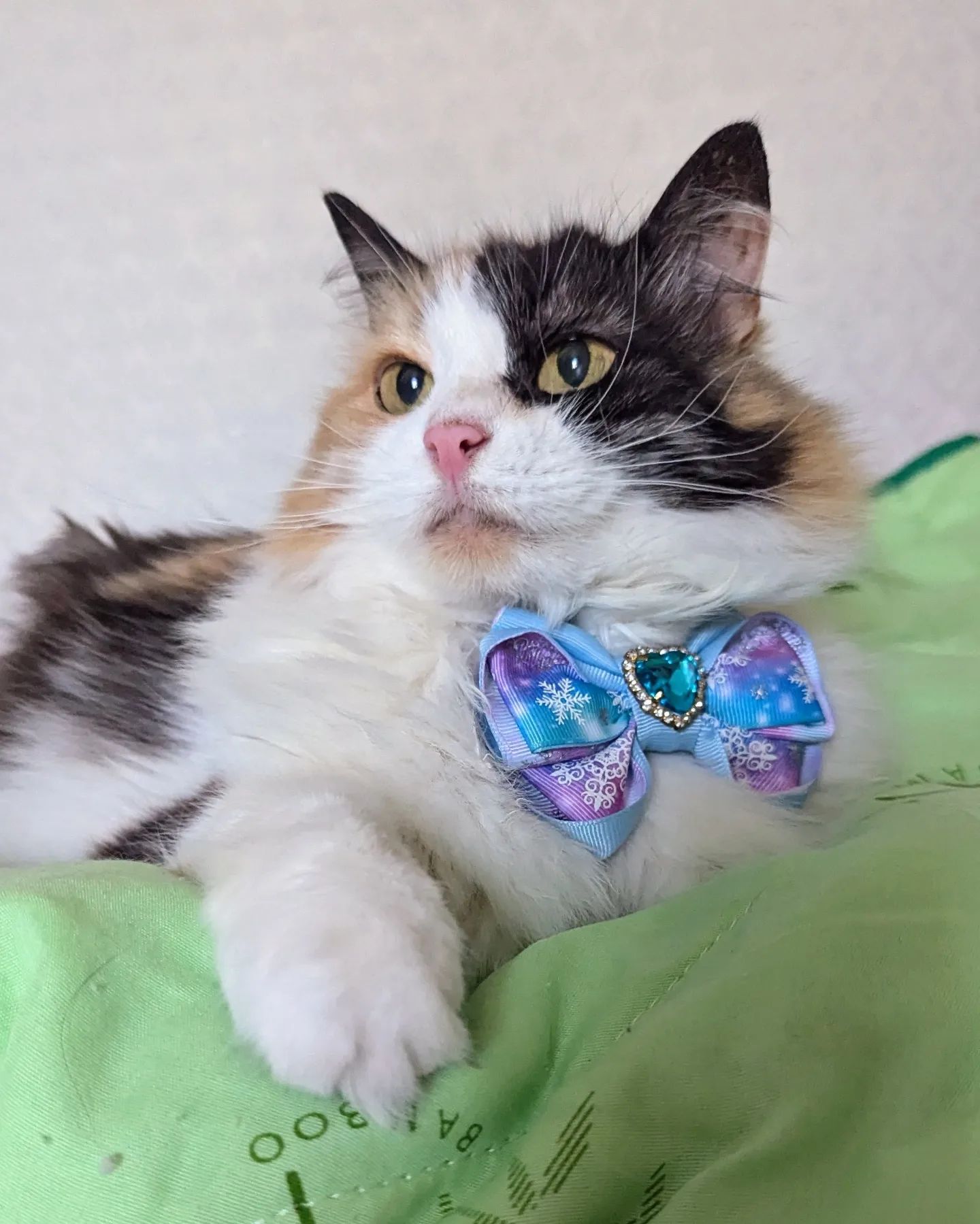 milka_cat_2020 в LOOKY. #фейсКоТроль_Бони. Мы принарядились по ...