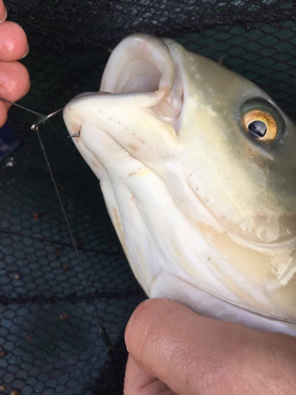 dream_fishing_kot_kitty в LOOKY. #рыбалка,#fishing,#carpfishing,#карпфишинг,#carphunter,#рыбалкасдрузьями,#carplife,#поймалотпусти,#рыбацкийклуб. #рыбалка #fishing #c...