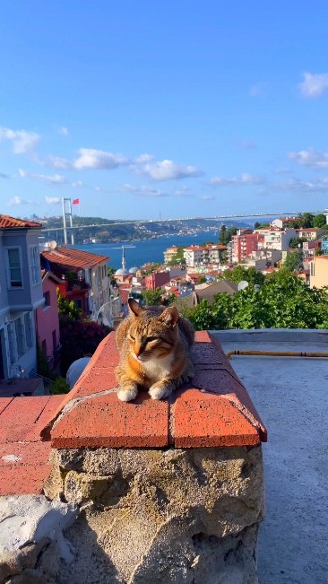 sayyod0818 в LOOKY. #cat,#catlover. #cat #catlover