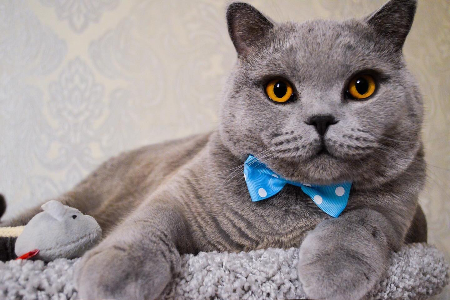 cat.bonifaciy_24 в LOOKY. . Дорогие мои друзья😻...