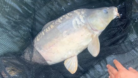 dream_fishing_kot_kitty в LOOKY. #рыбалка,#fishing,#carpfishing,#карпфишинг,#carphunter,#рыбалкасдрузьями,#карповаяловля,#поймалотпусти,#рыбацкийклуб. #рыбалка #fishing #c...