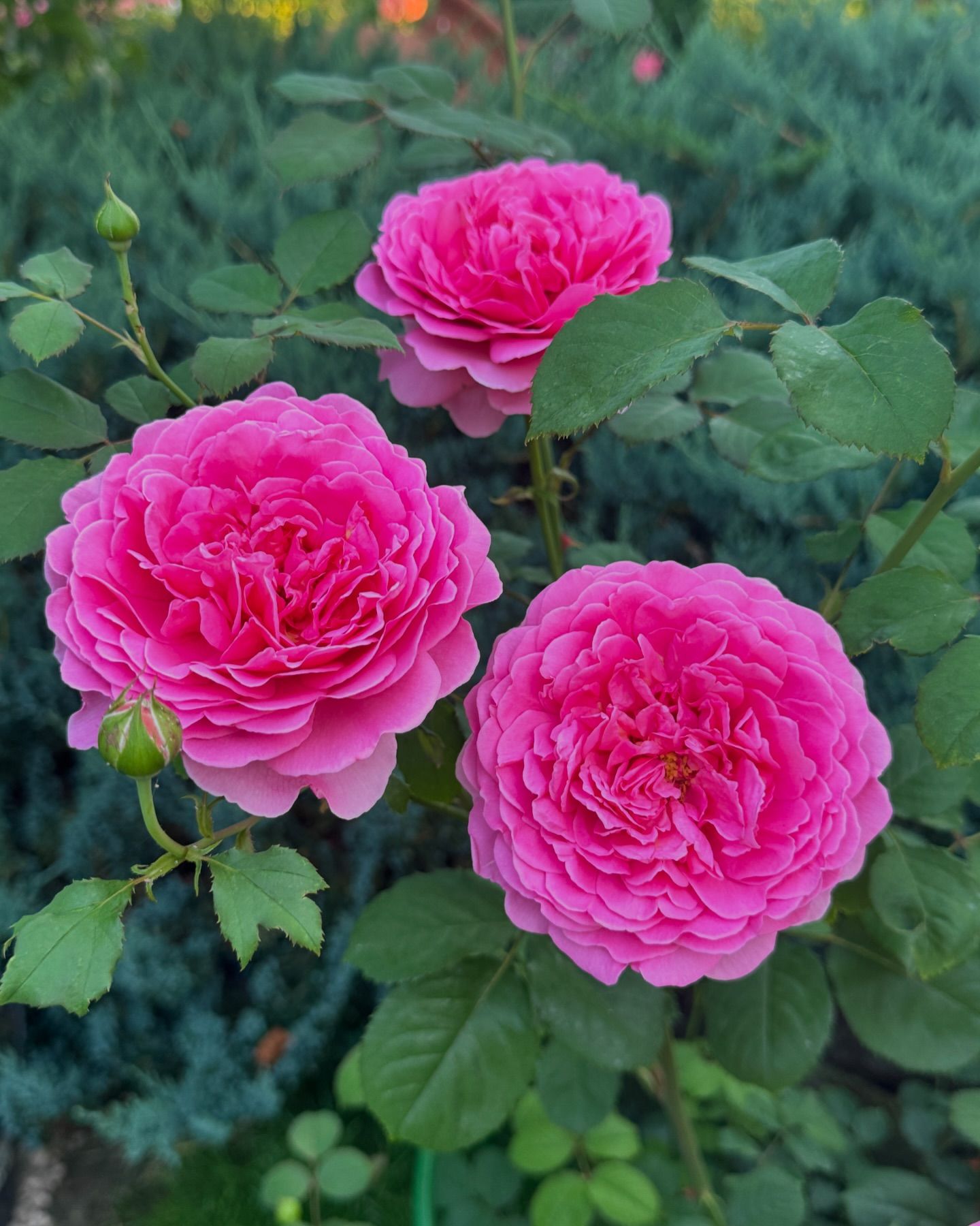 Розы 🌹