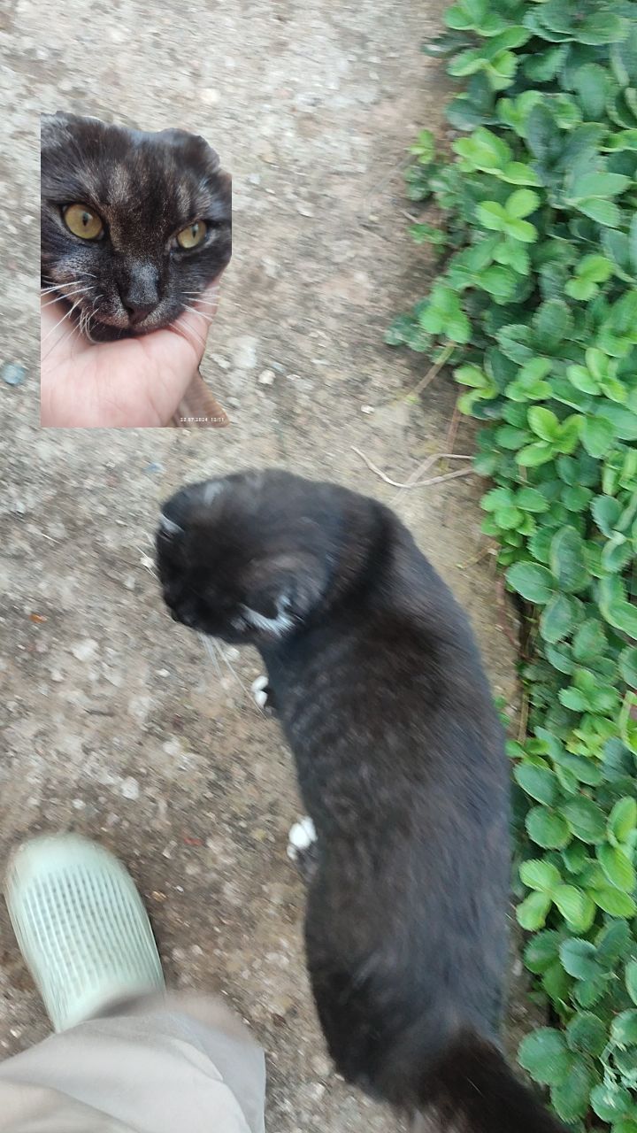 kotopesv в LOOKY. #кот,#котобормот,#кошки,#коты,#котики,#cat,#cats,#catlover. Пока полина в Карели...
