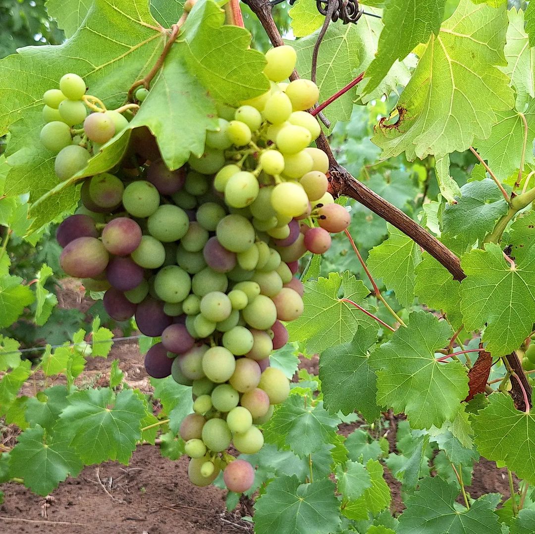 kinel_vinograd в LOOKY. . Заря Несветая начина...