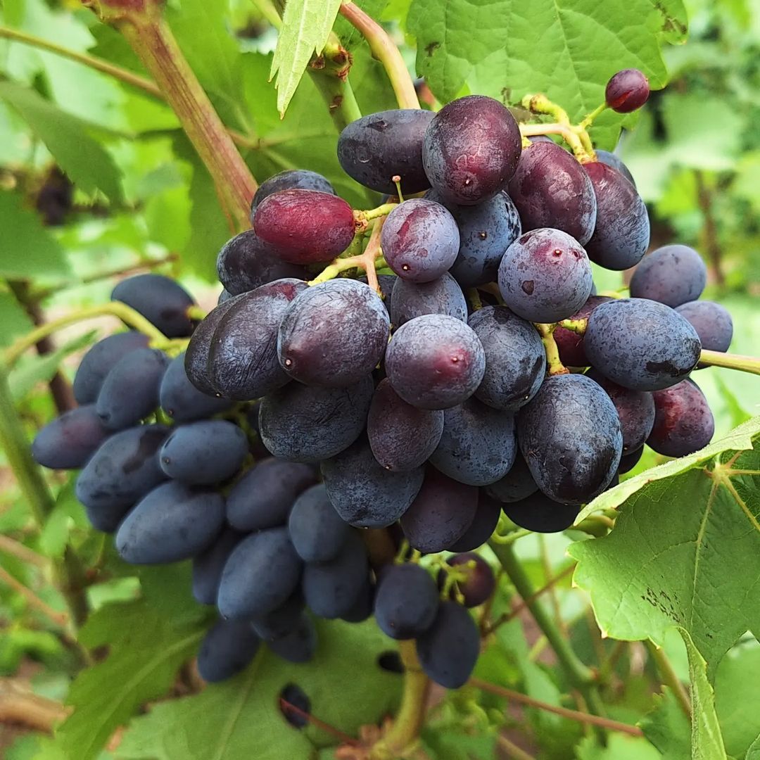kinel_vinograd в LOOKY. . Ромбик 🍇🔶️ активно...