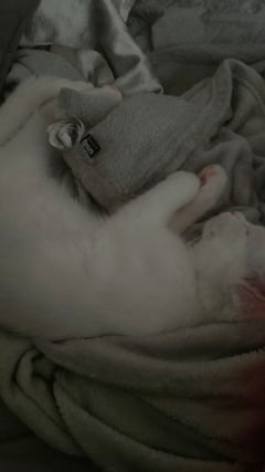katarinaabramson в LOOKY. . котячьи истории