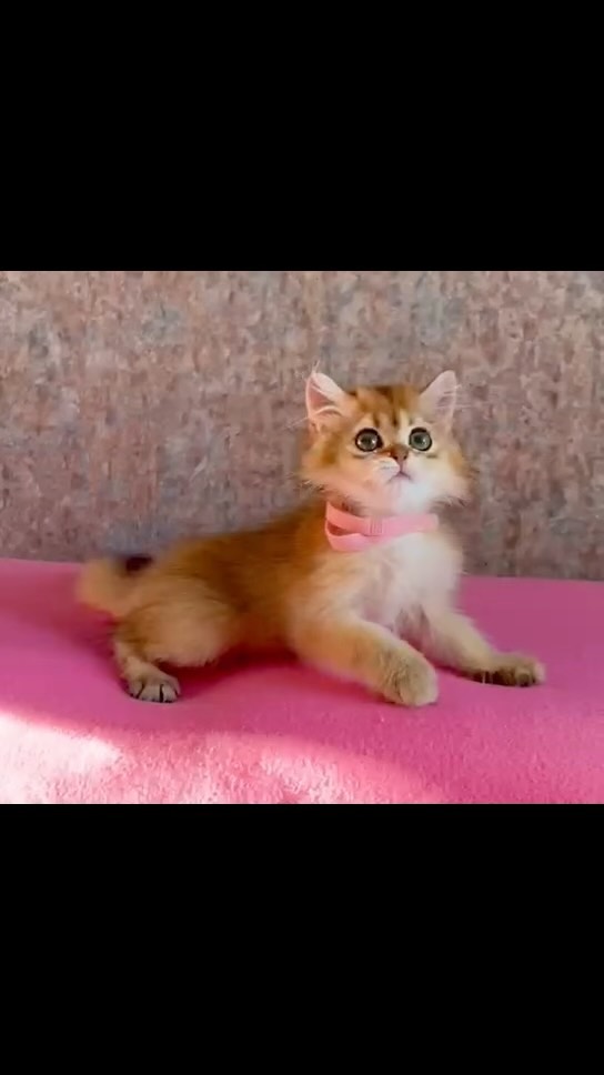 ekaterinaka777 в LOOKY. #шотландскиекотятапродажа,#шотландскийпрямоухий,#шотландскиевислоухие,#шотландскийкотенок,#шотландскаявислоухаякошка,#котятаищутдом,#котятабританцы,#шотландскийвислоухий,#котята,#котятапродажа,#котятаизпитомника,#скоттишфолд,#ny12,#ny11,#scottishstraight,#scottishfold,#золотаяшиншилла,#золотистаяшиншилла,#котятамосква,#рыжийкотенок,#шотландскийвислоухийкот,#белыйкотенок,#шотландскиевислоухиекотята,#золотаяшиншила,#белыекотята,#британскаяшиншилла,#продажакотят,#рыжиекотята,#золотойкотенок. Yuta, bri ny 11, 25....
