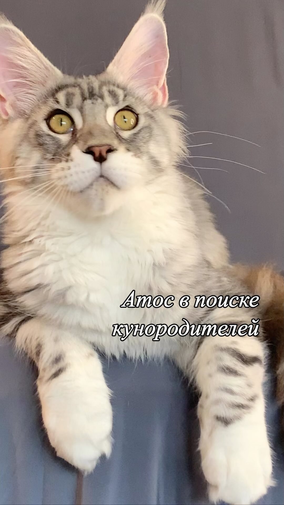 meincoonperfectlynx в LOOKY. . Питомник кошек пород...